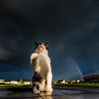 Rainbowcat