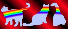 rainbowcats