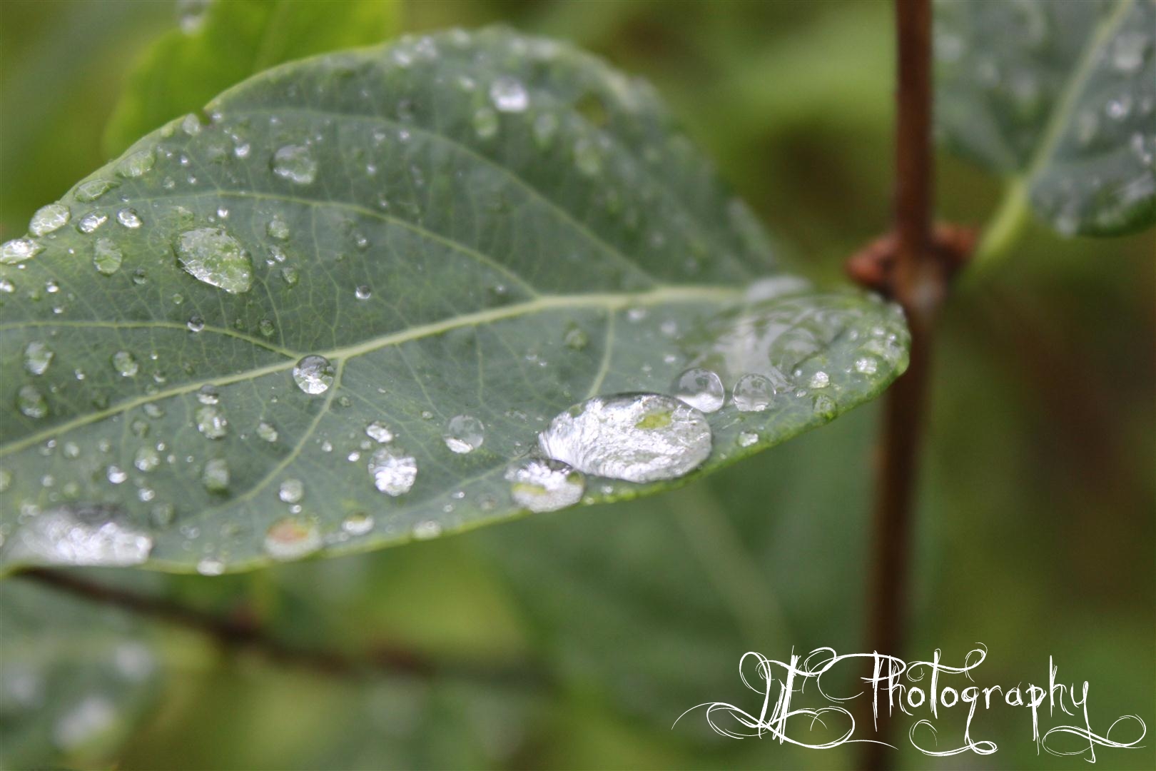 Raindrop ~