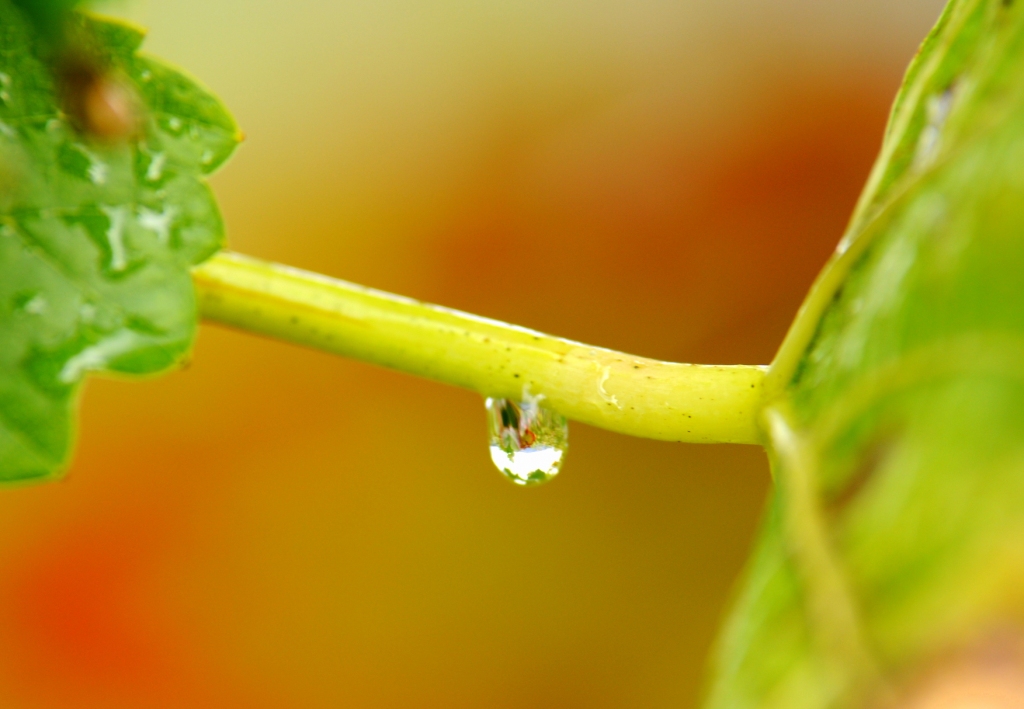 Raindrop