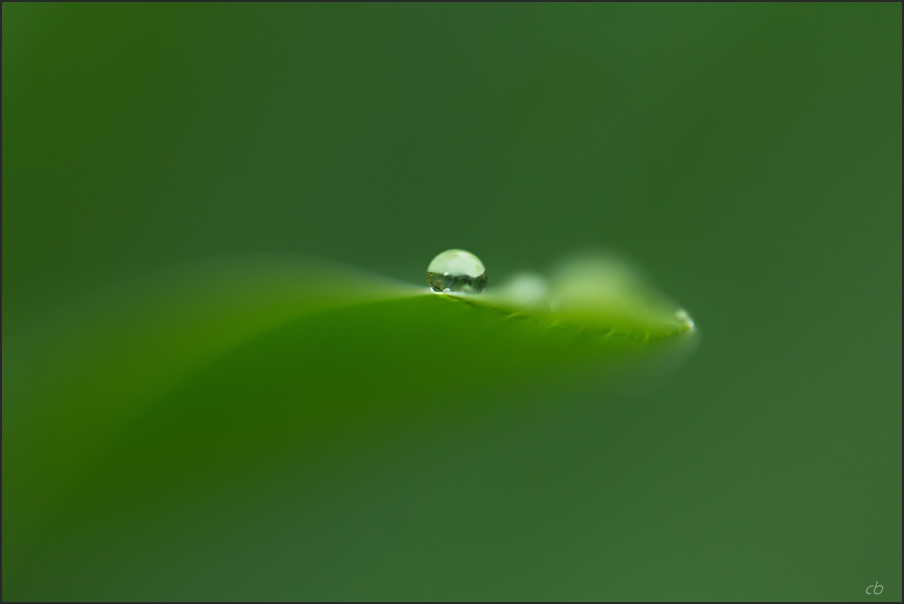 Raindrop