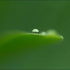 Raindrop