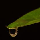 Raindrop