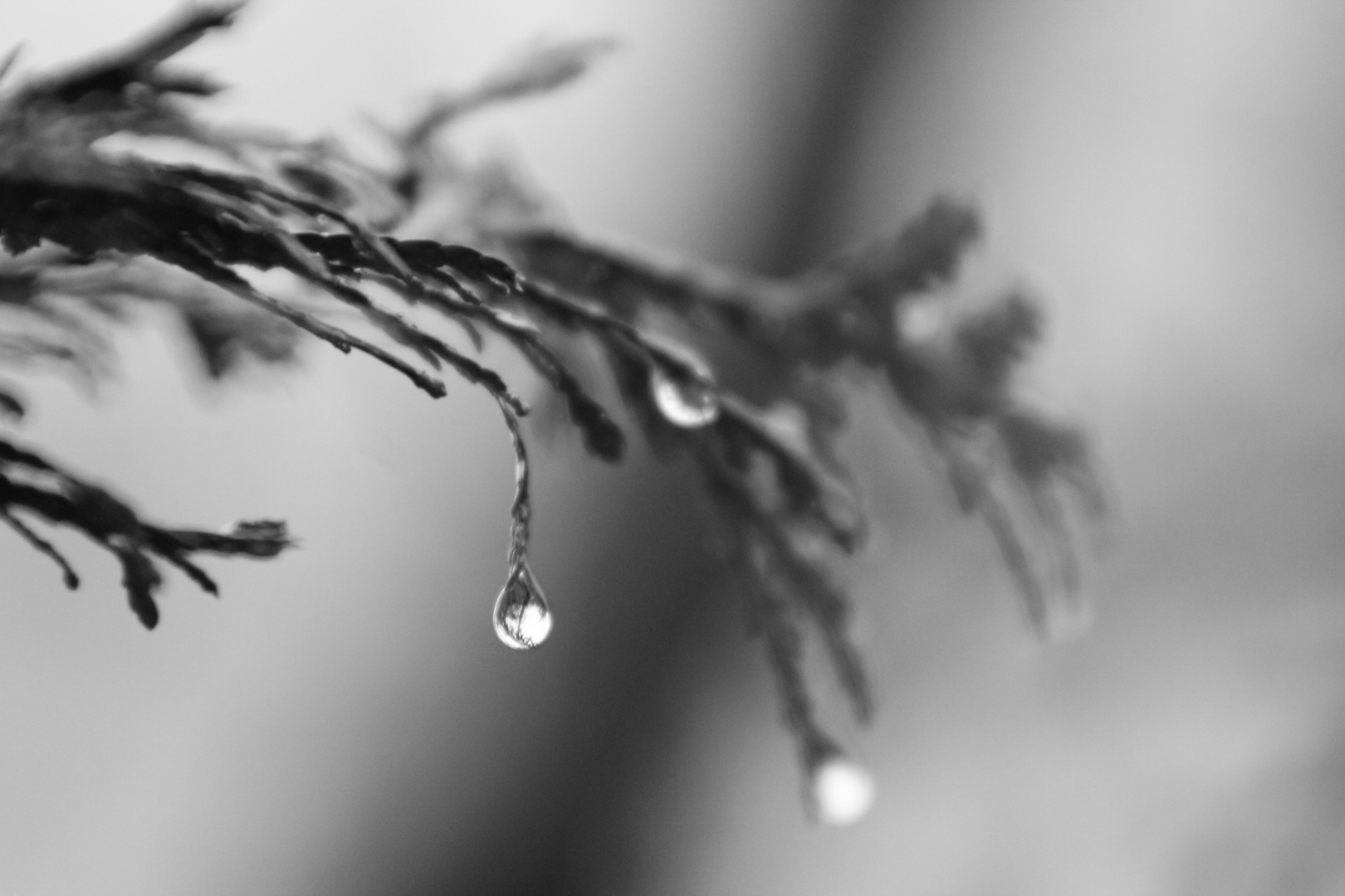 raindrop