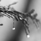 raindrop