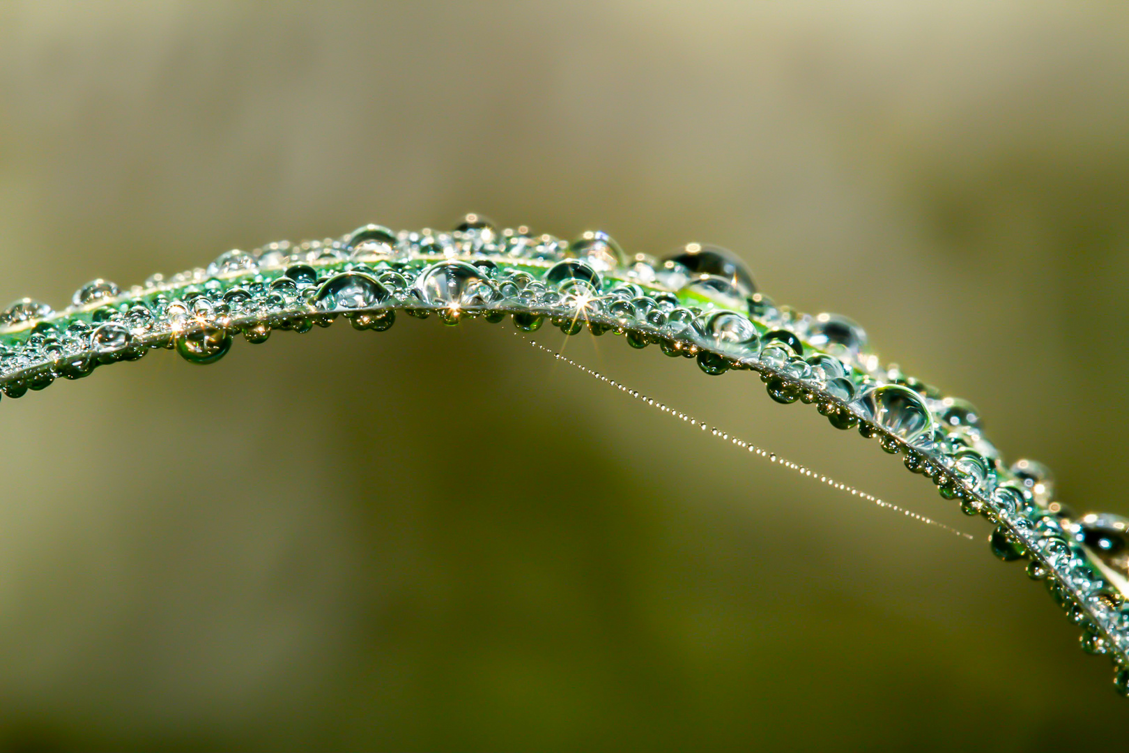 Raindrop bridge...