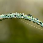 Raindrop bridge...