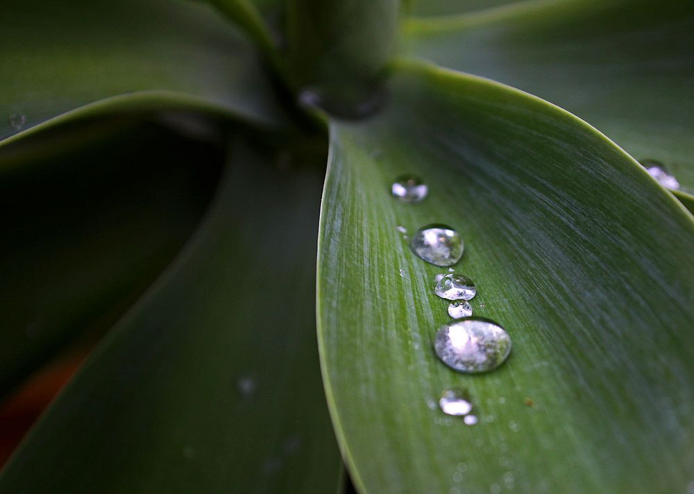 Raindrop