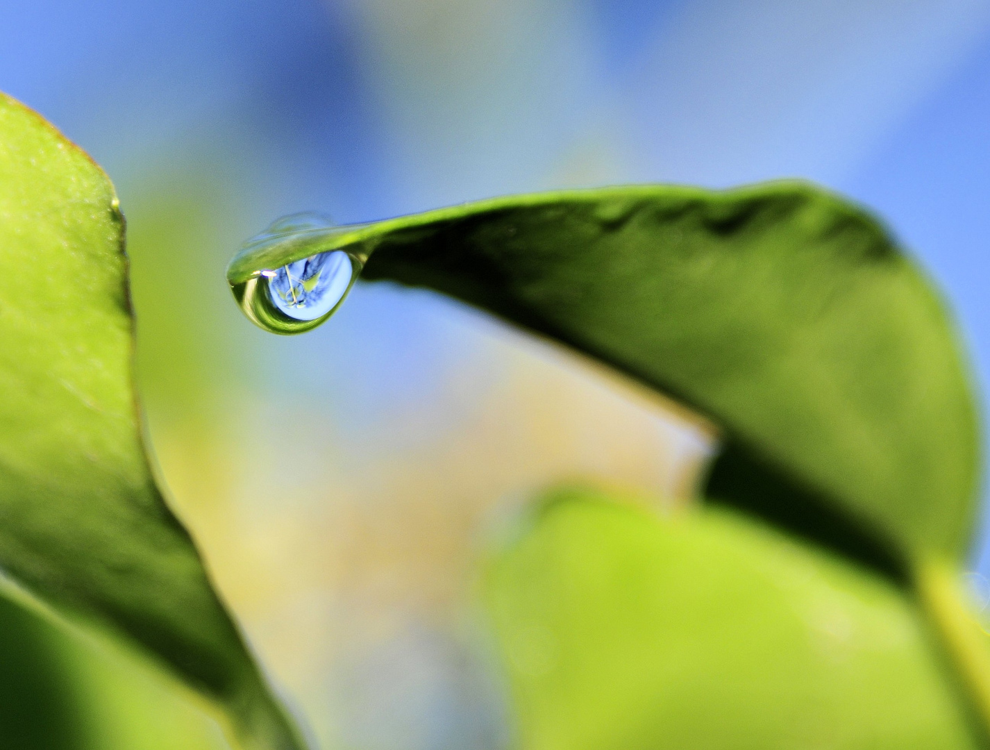 Raindrop