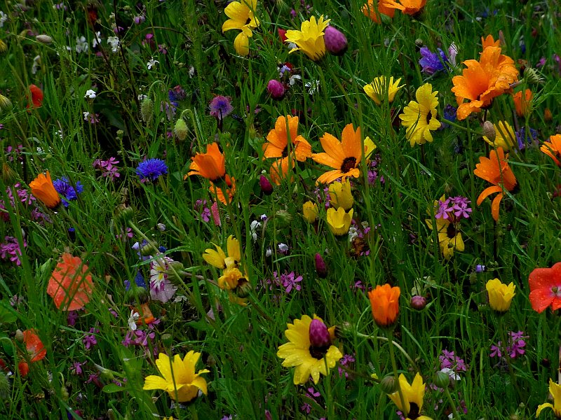 *Raindrop Flowers*