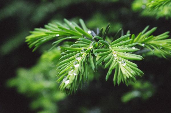 Raindrop on Japanese Yew