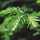 Raindrop on Japanese Yew