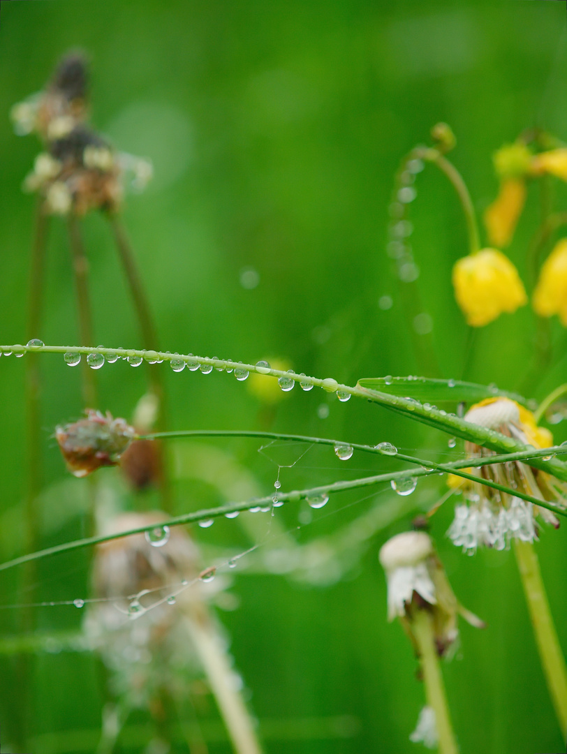 raindropps on Grass