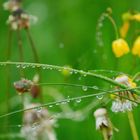 raindropps on Grass
