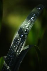 Raindrops