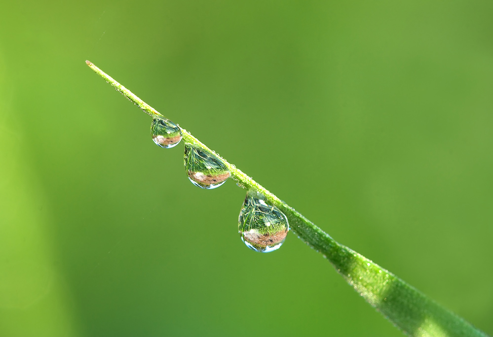 Raindrops