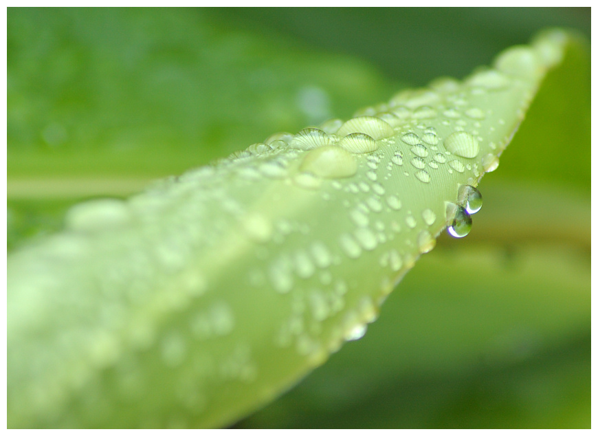 raindrops