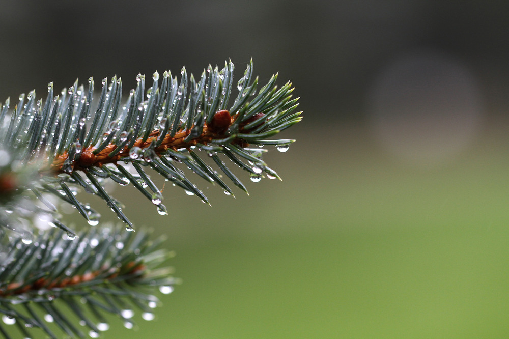 Raindrops