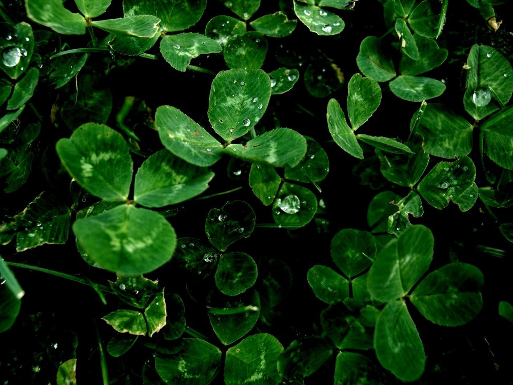 Raindrops