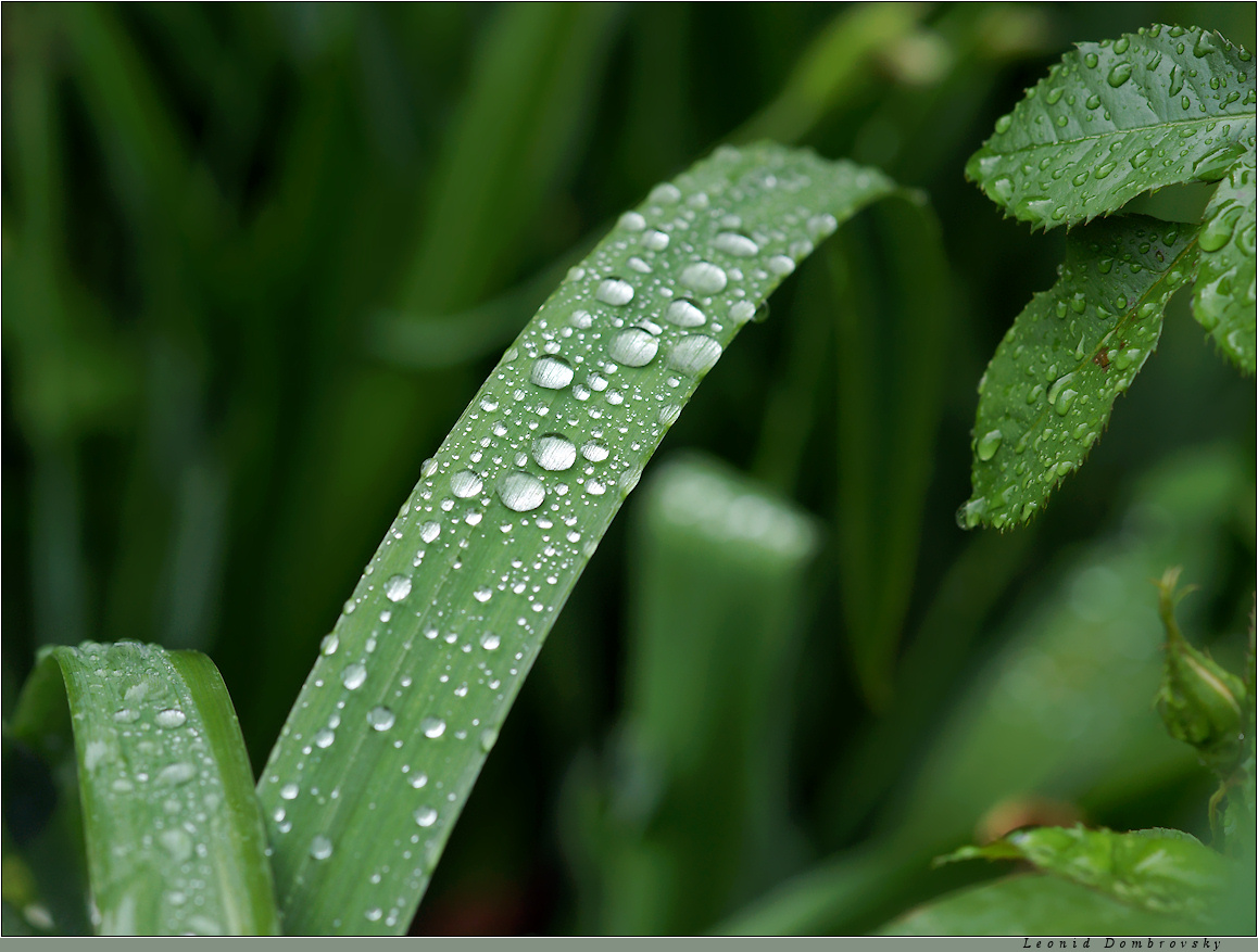 Raindrops