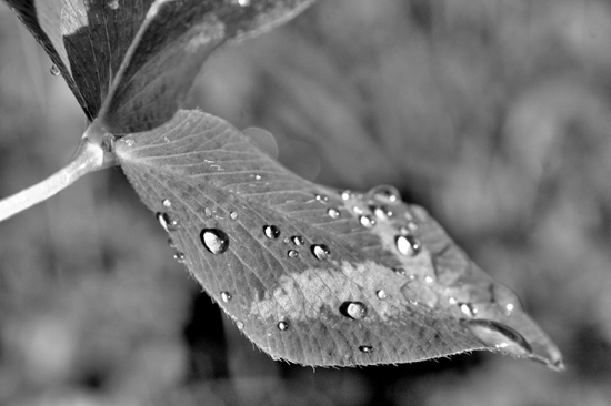 Raindrops 2