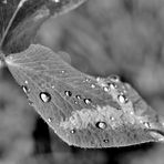 Raindrops 2