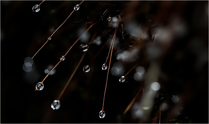 raindrops