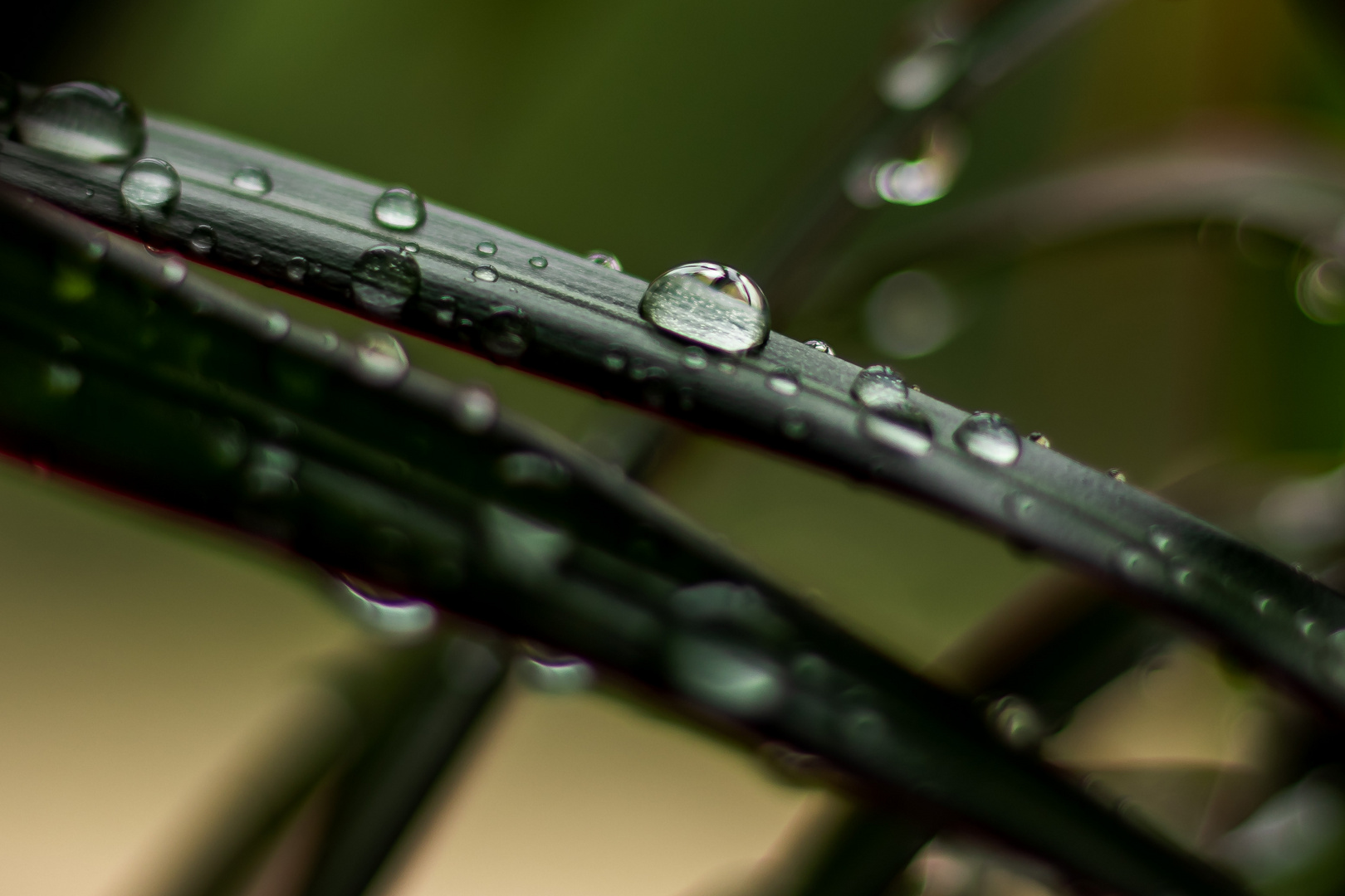 Raindrops