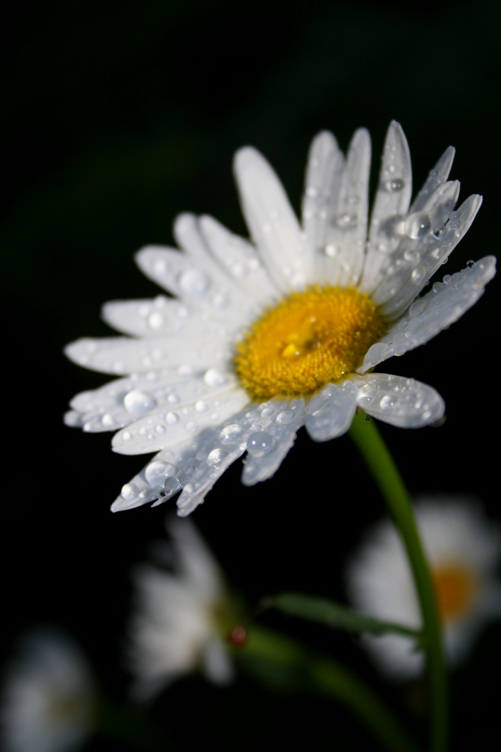 Raindrops