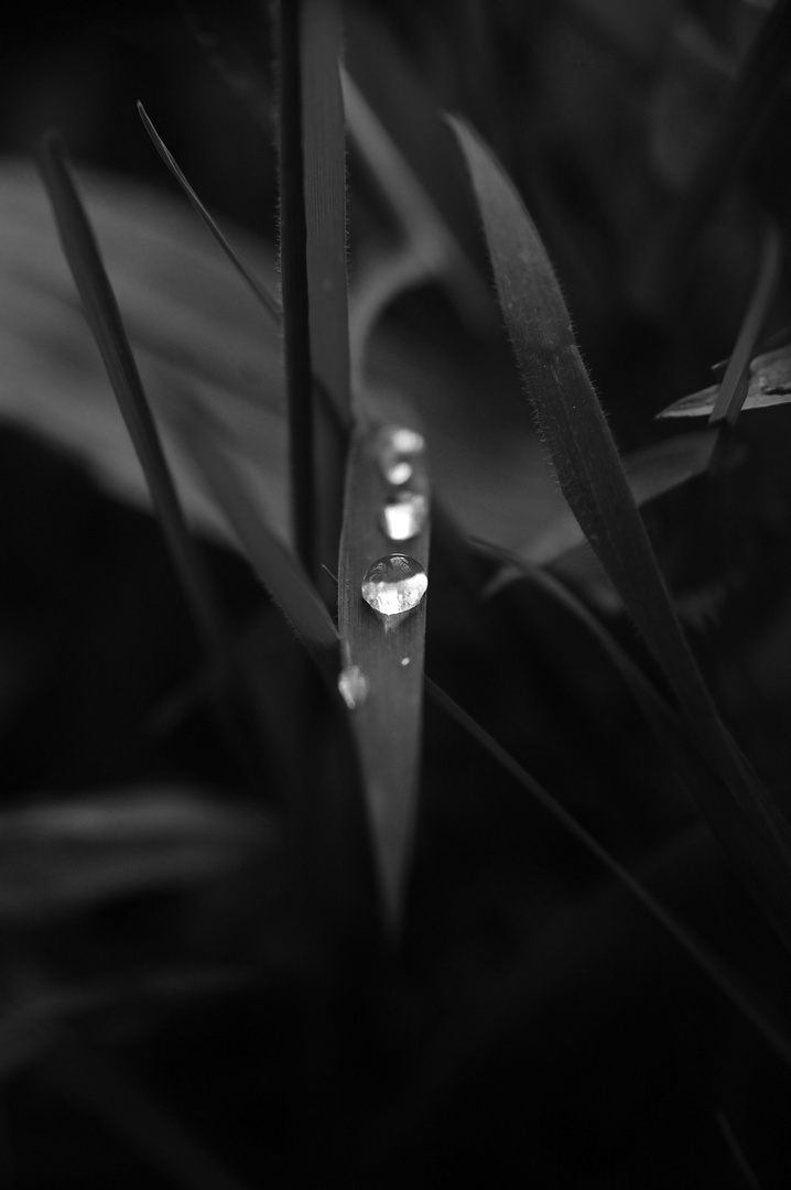 Raindrops