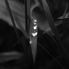 Raindrops