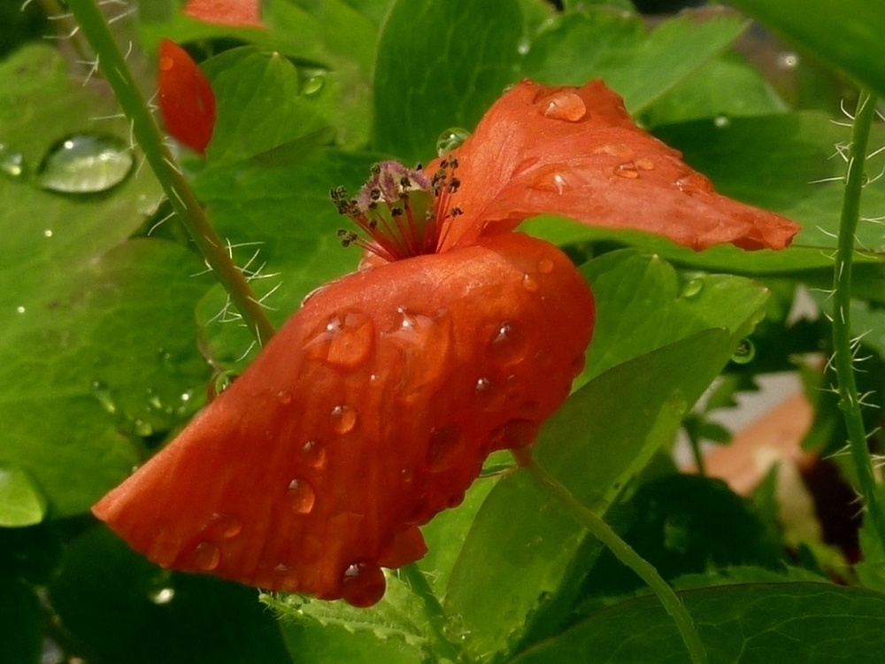 raindrops