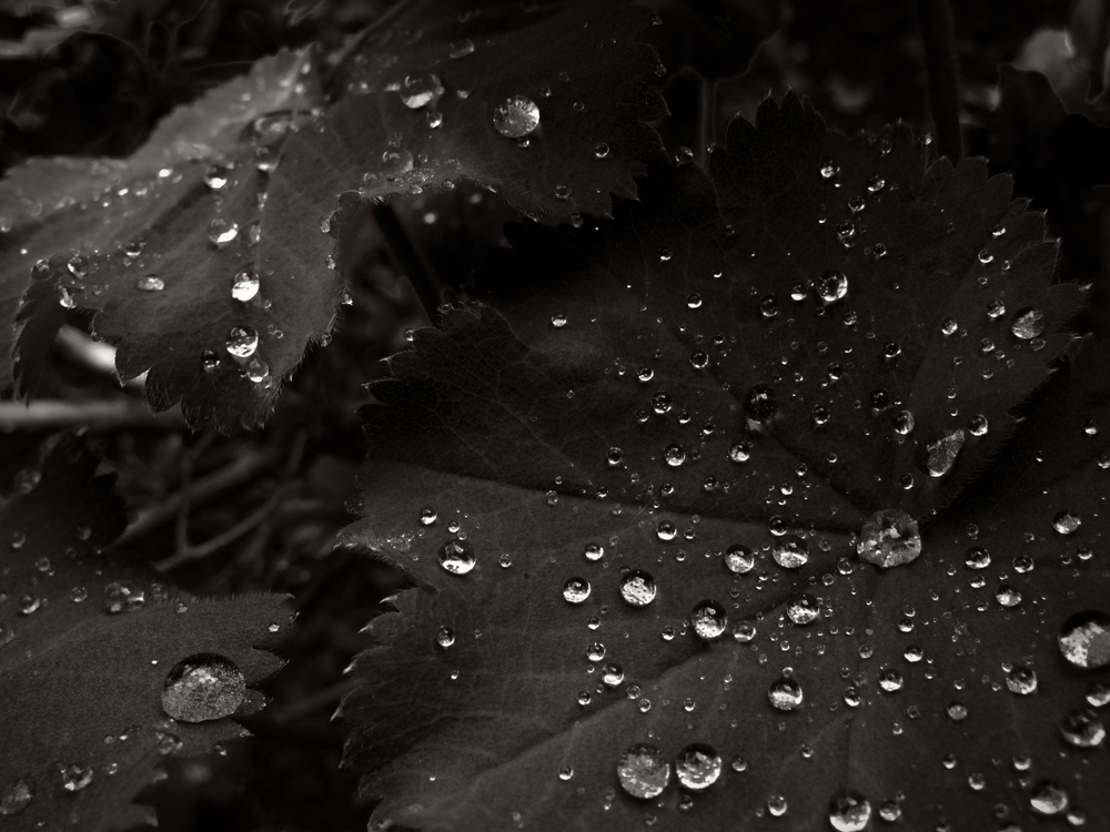 Raindrops