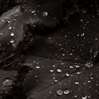 Raindrops