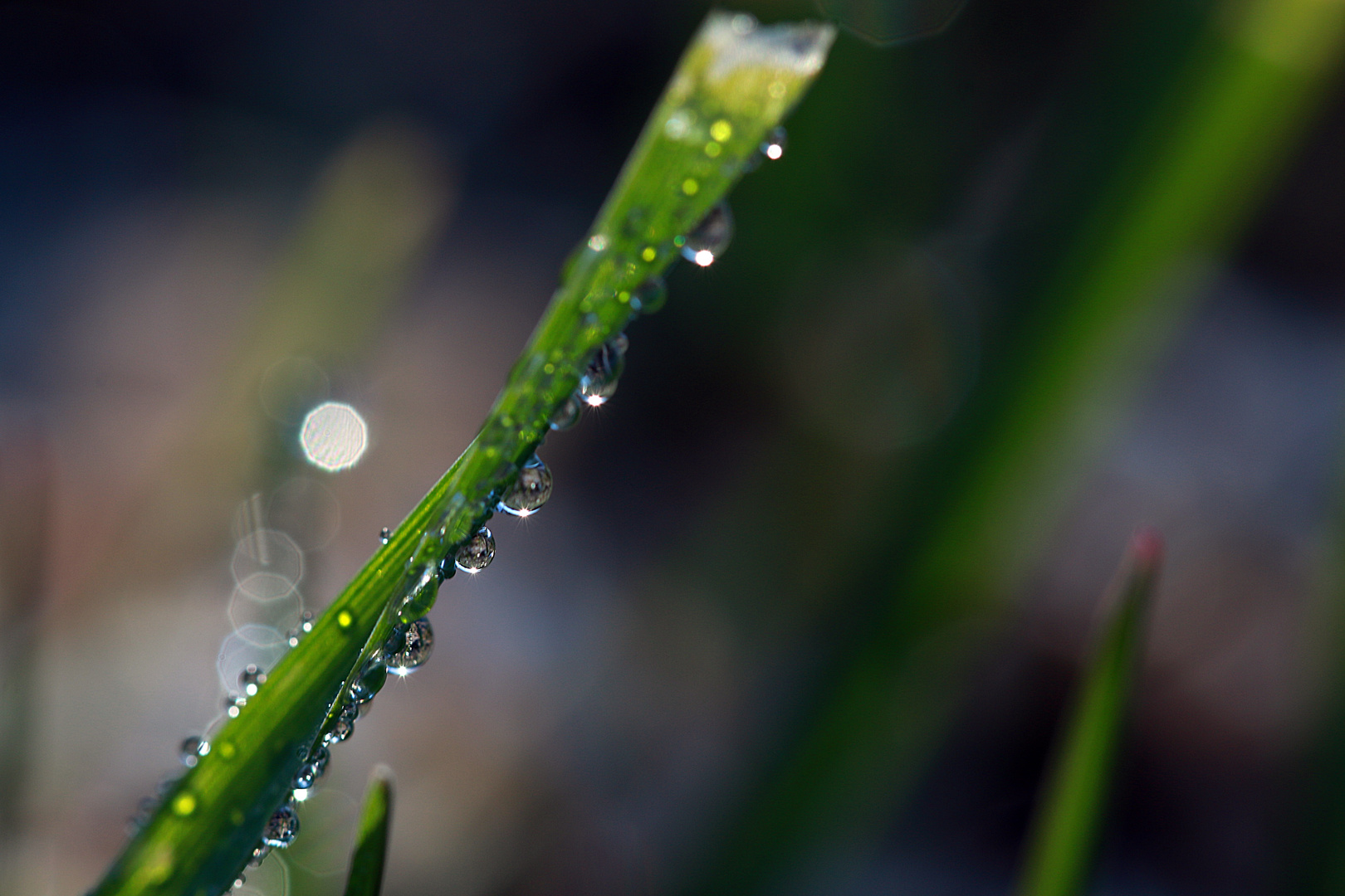 Raindrops