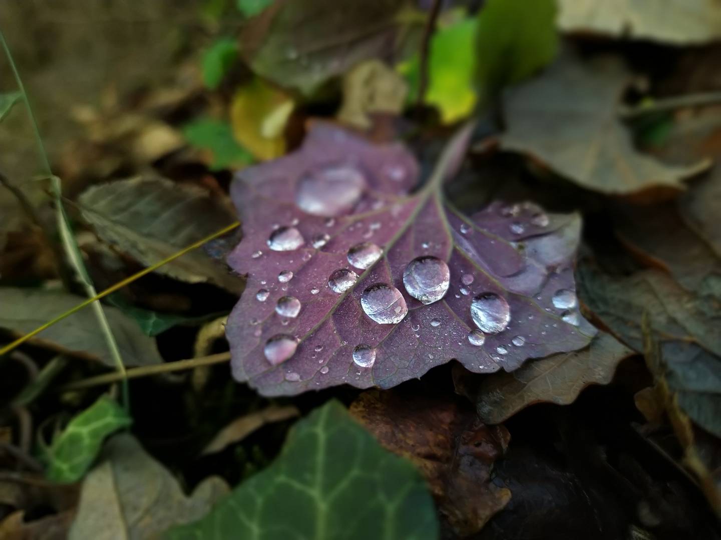 Raindrops