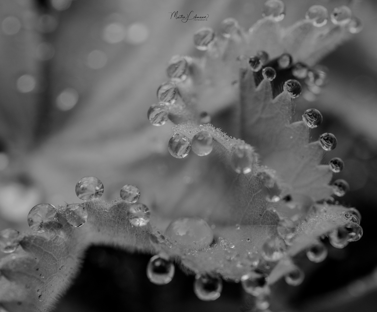 raindrops