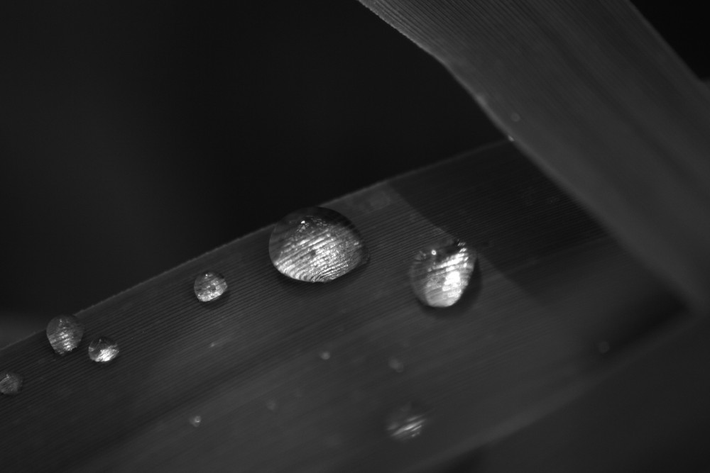 Raindrops