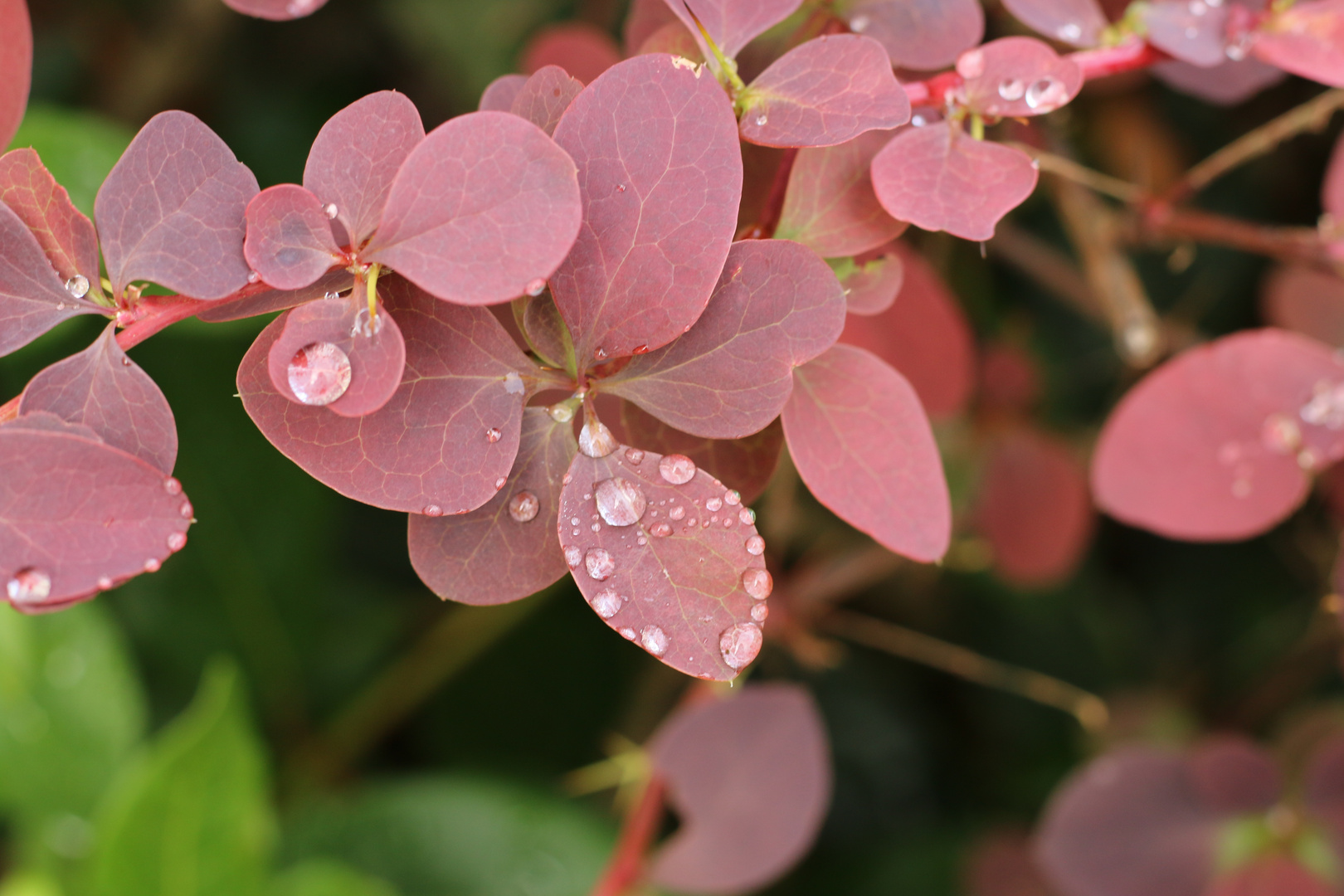 Raindrops