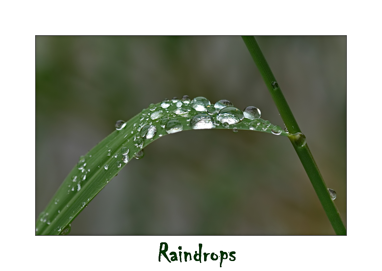 Raindrops