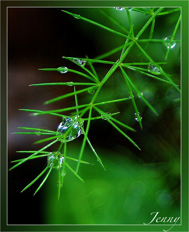 Raindrops *5*