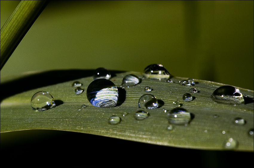 Raindrops