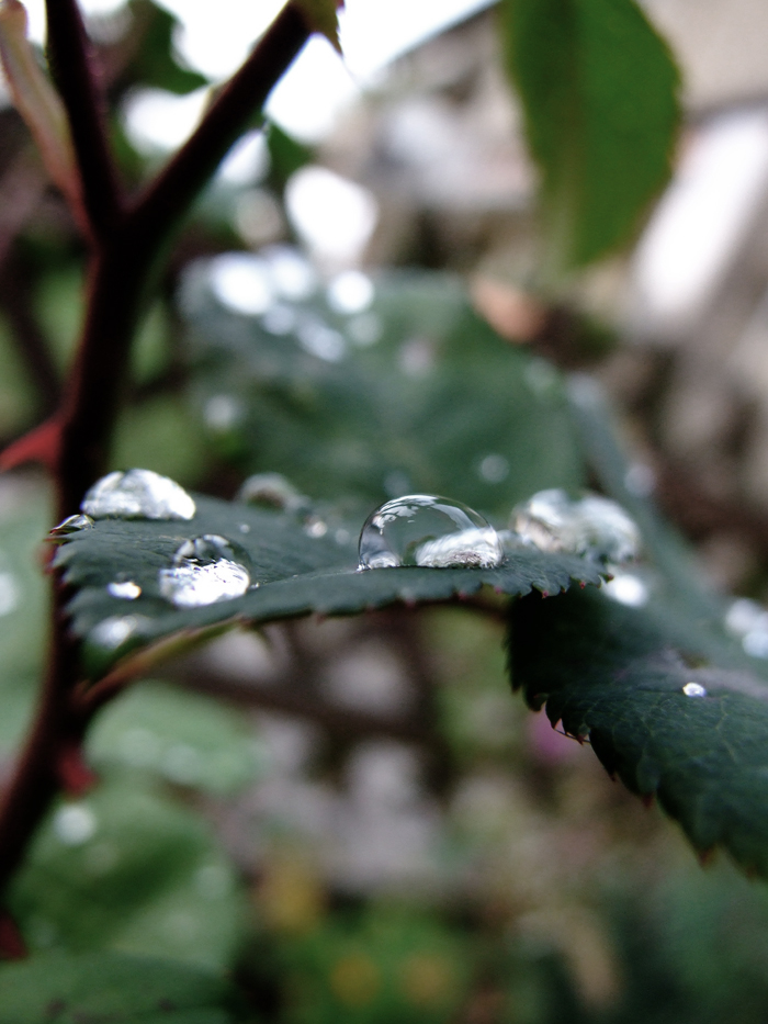 Raindrops...