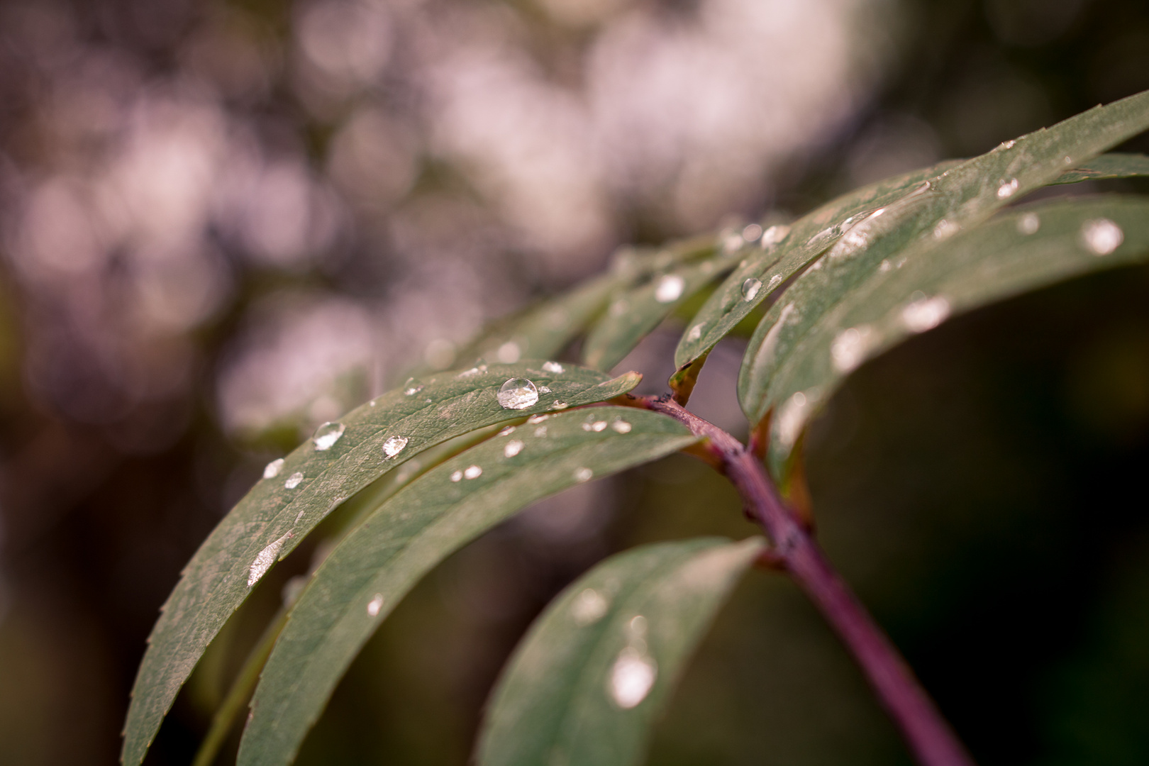 Raindrops