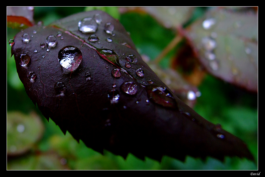 Raindrops...