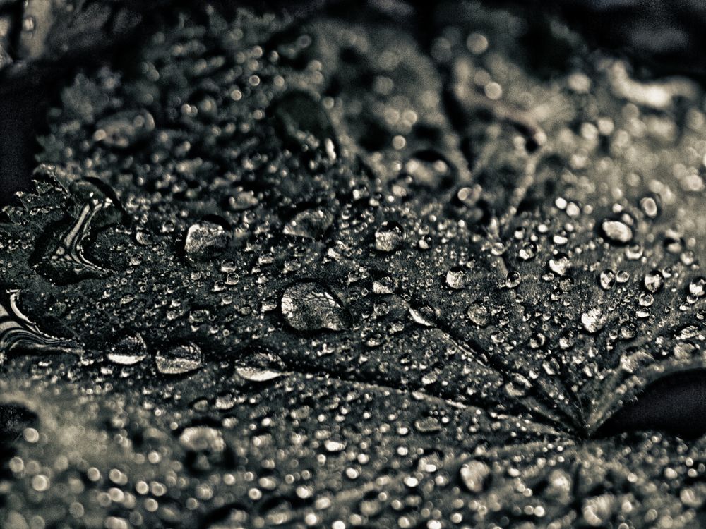 raindrops ..