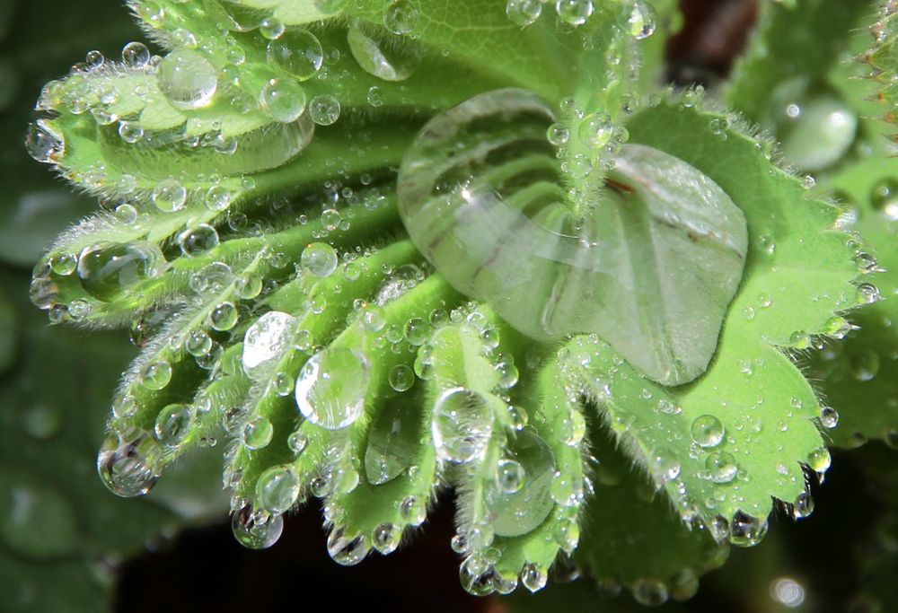 Raindrops von Robert Rosenthal 