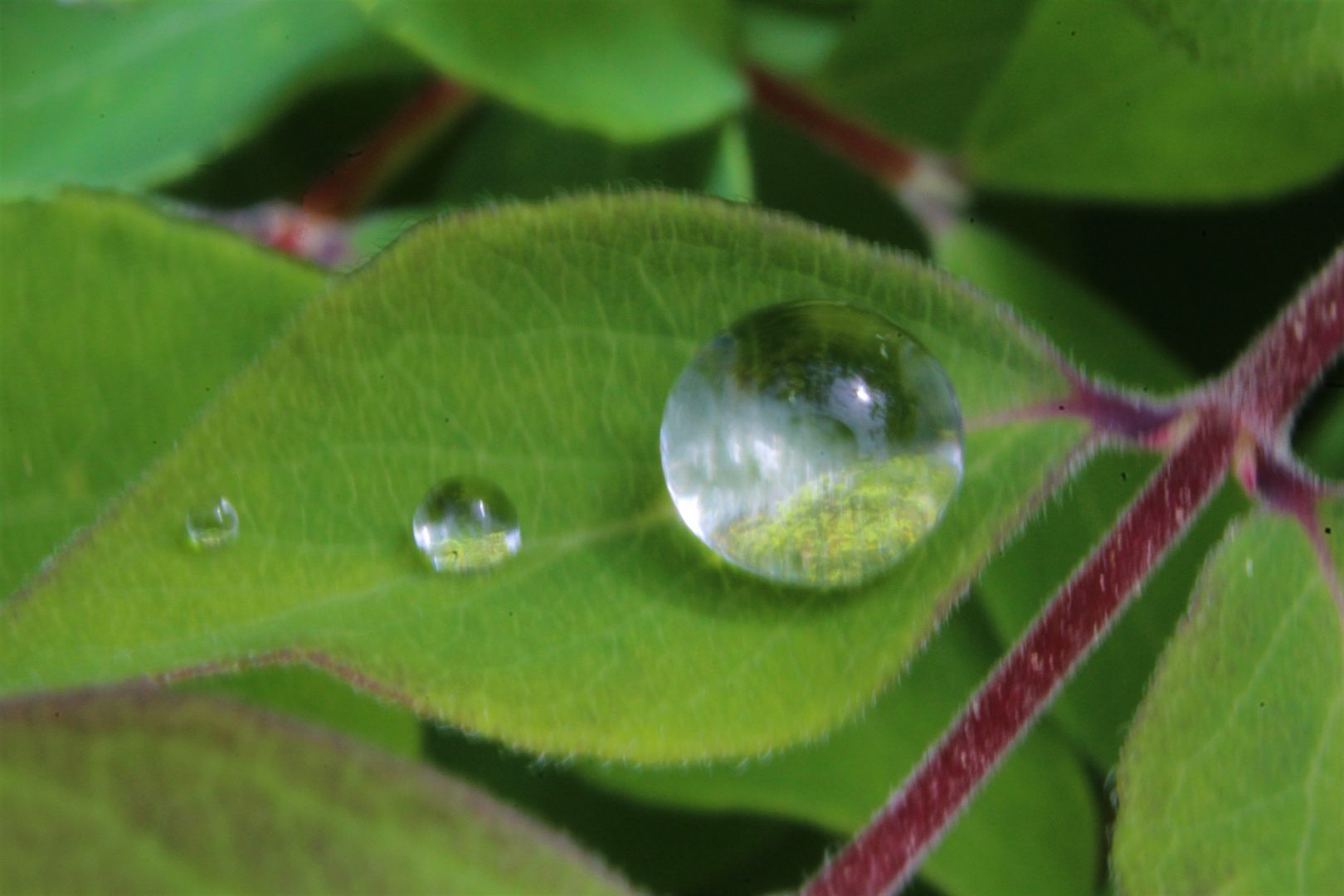 Raindrops