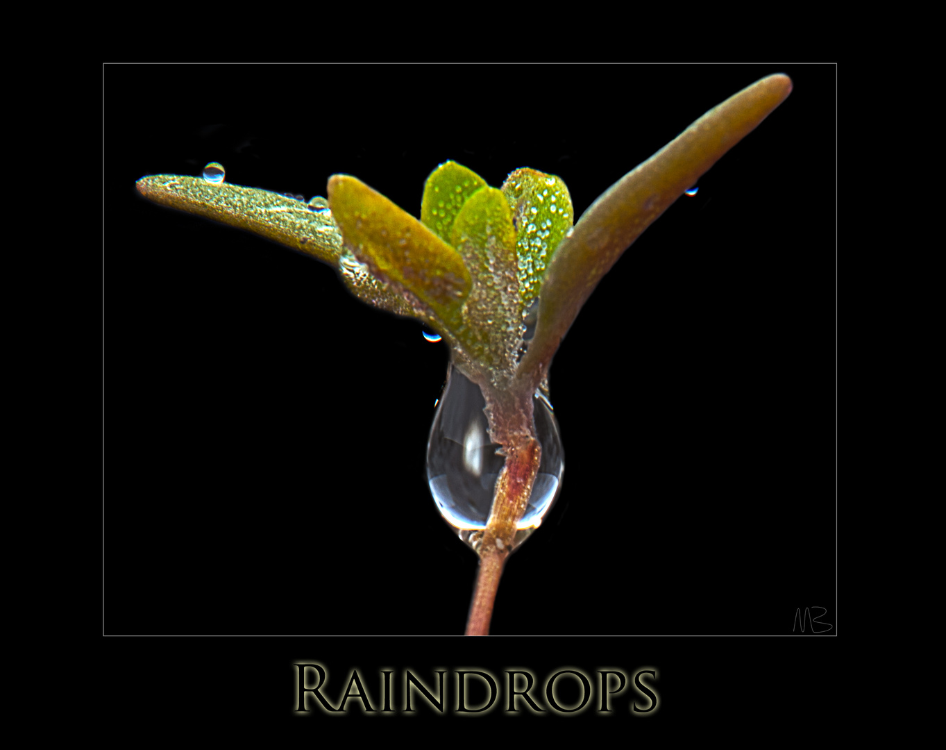 Raindrops