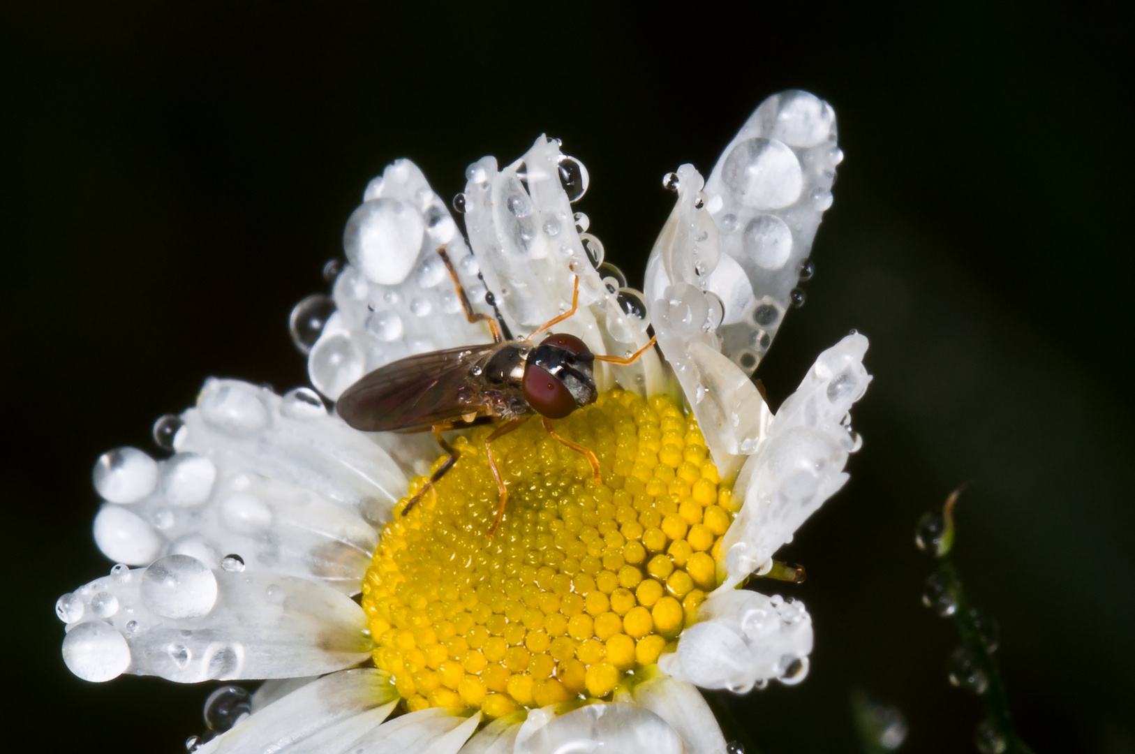 Raindrops